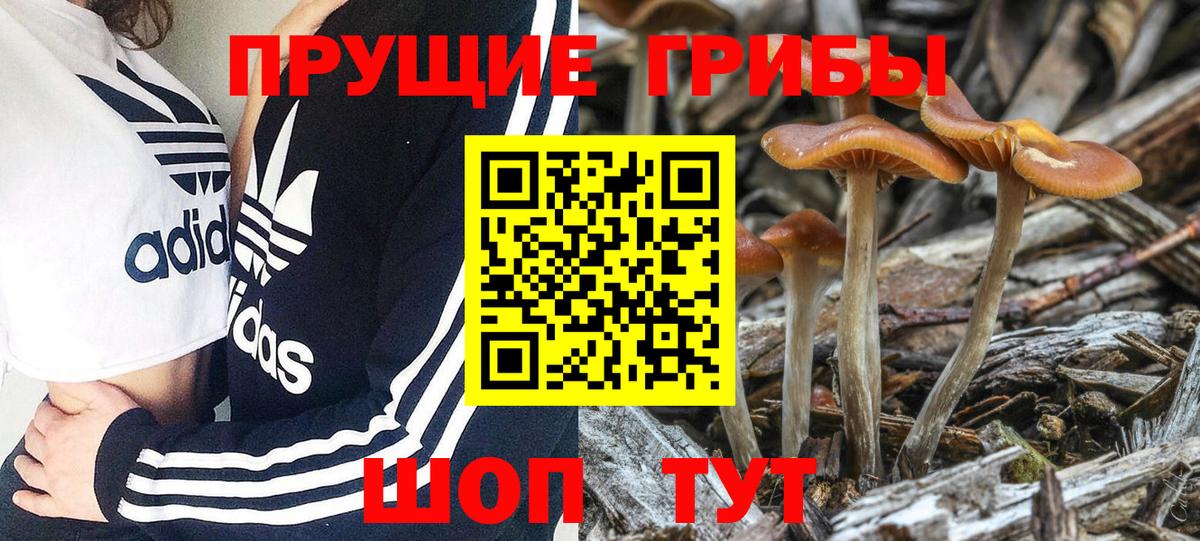 Галлюциногенные грибы Psilocybine cubensis Когалым